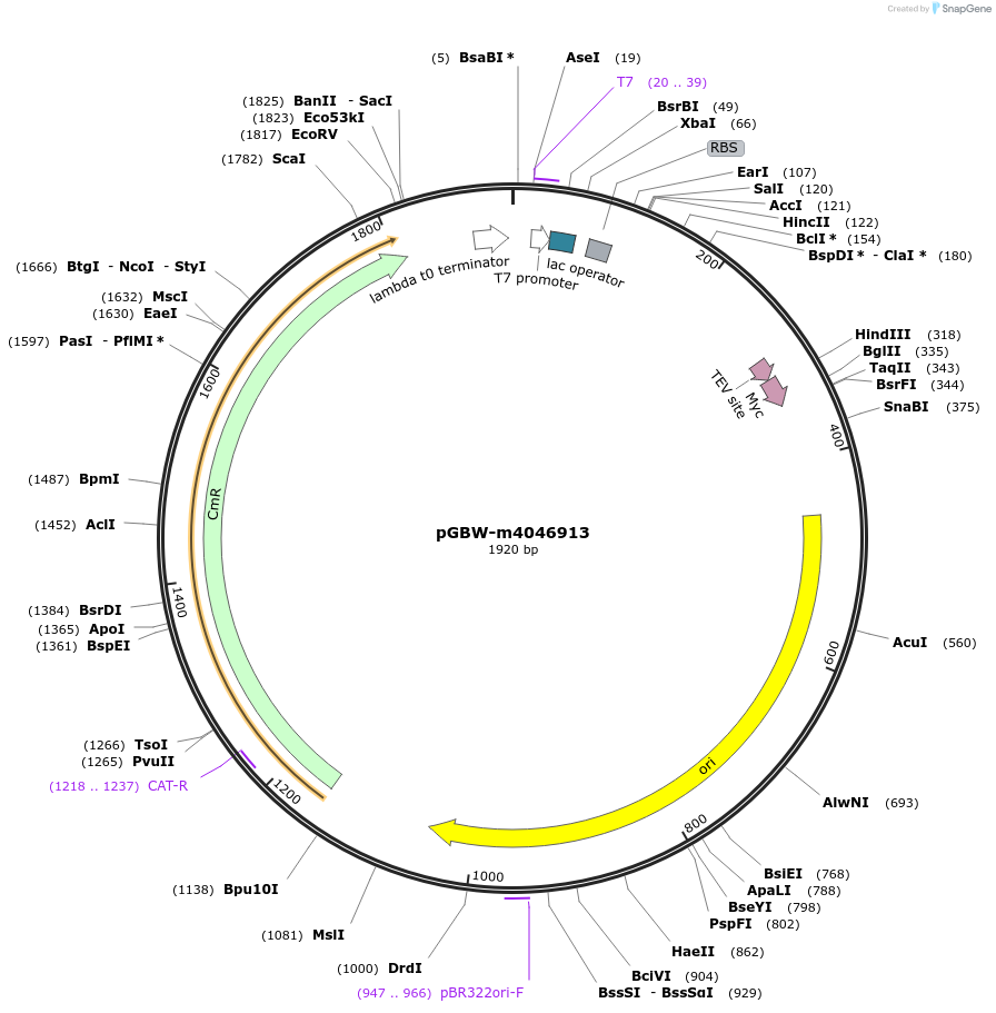 145680-plasmid-map-sequence-id-287857