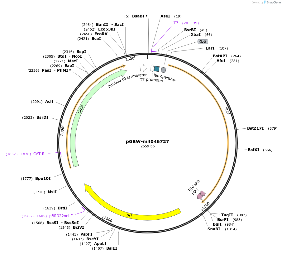145686-plasmid-map-sequence-id-287863