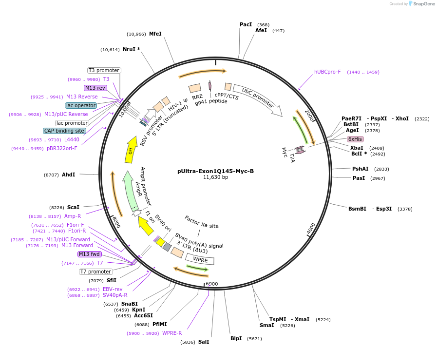 110489-plasmid-map-sequence-id-287962