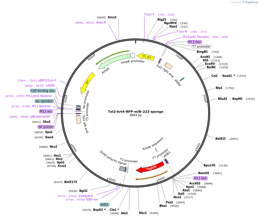 97150-plasmid-map-sequence-id-287972