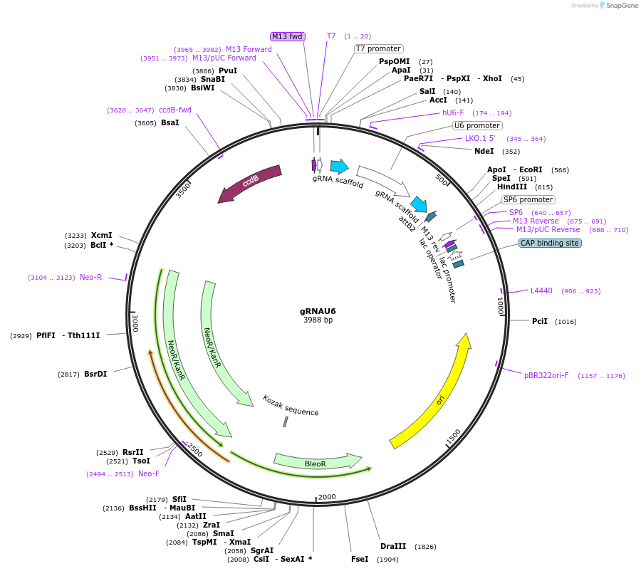135963-plasmid-map-sequence-id-287976