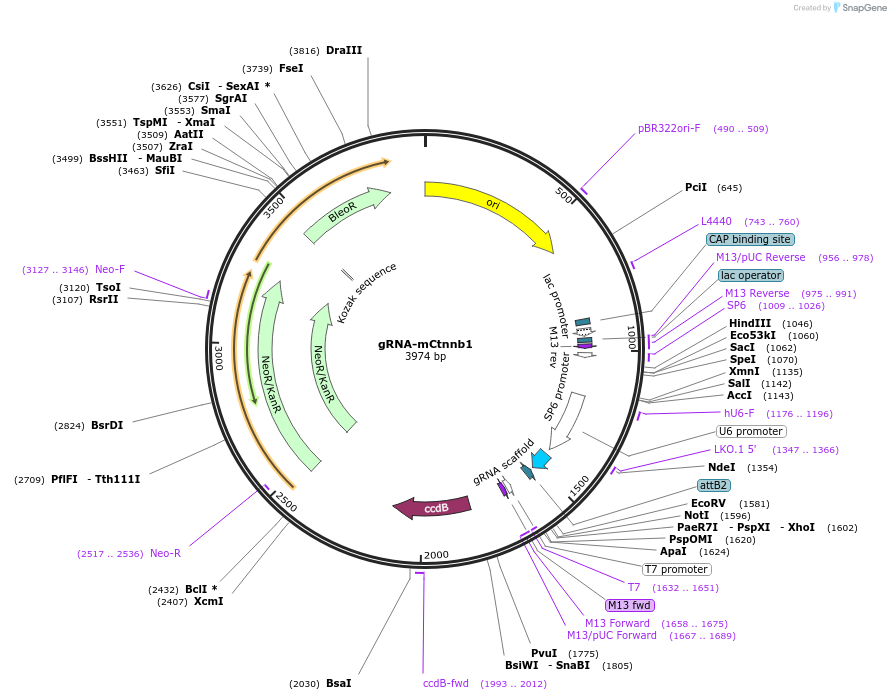 84542-plasmid-map-sequence-id-287979