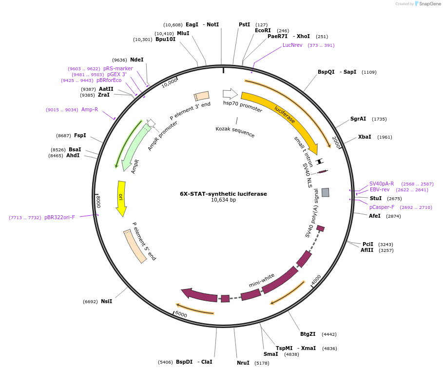 37392-plasmid-map-sequence-id-287986