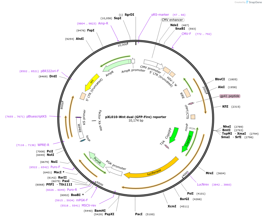 40588-plasmid-map-sequence-id-287993