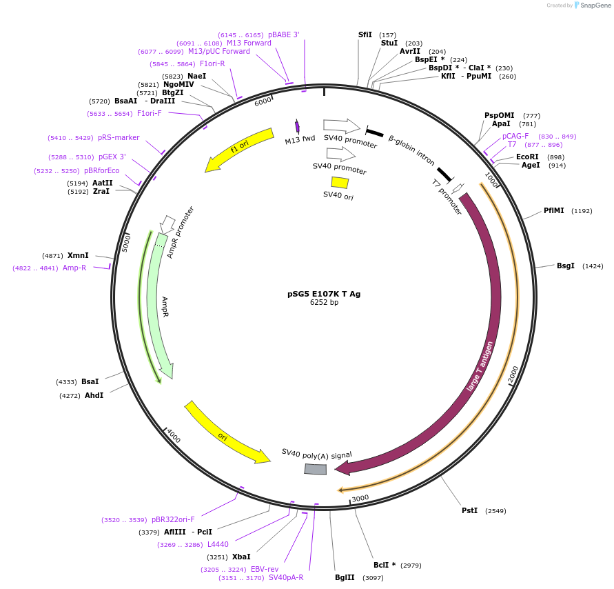 133710-plasmid-map-sequence-id-288000