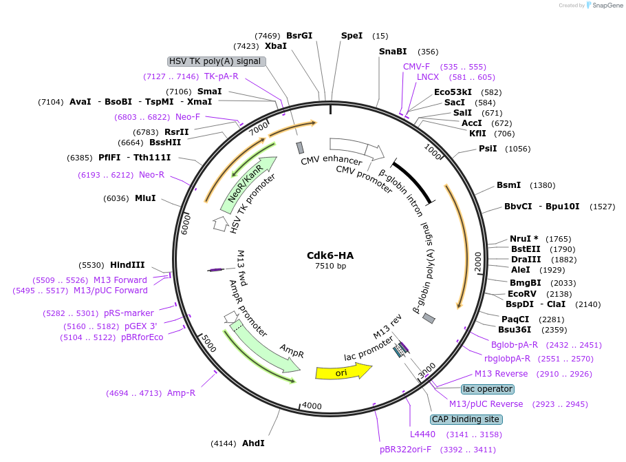 1868-plasmid-map-sequence-id-288015