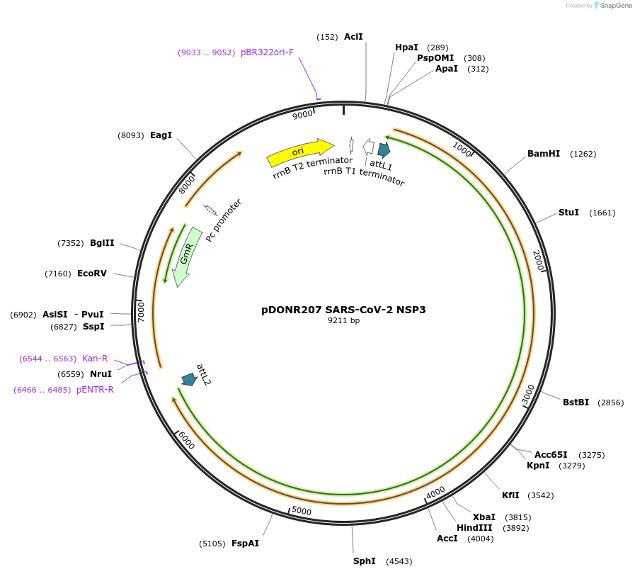 141257-plasmid-map-sequence-id-288044