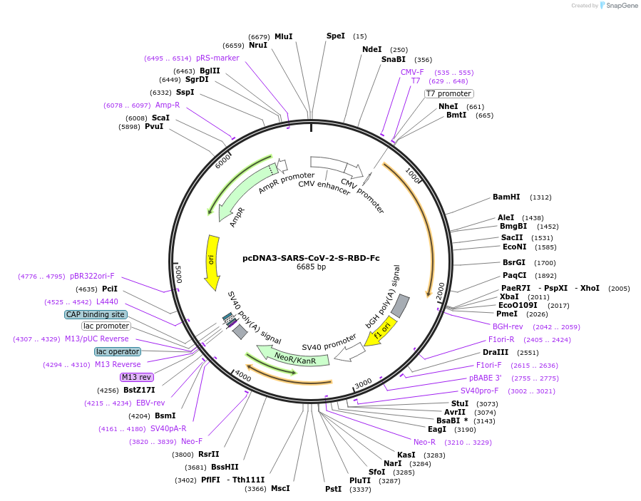 141183-plasmid-map-sequence-id-288058