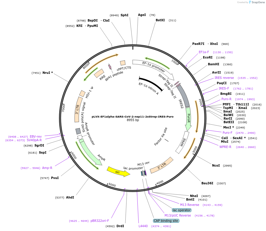141377-plasmid-map-sequence-id-288063