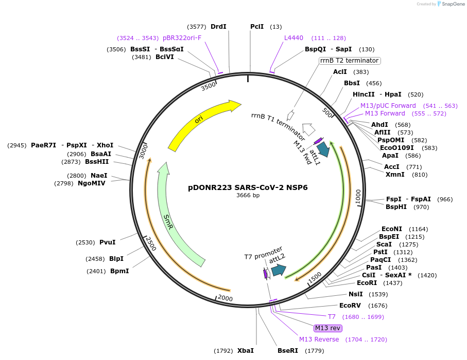 141260-plasmid-map-sequence-id-288066