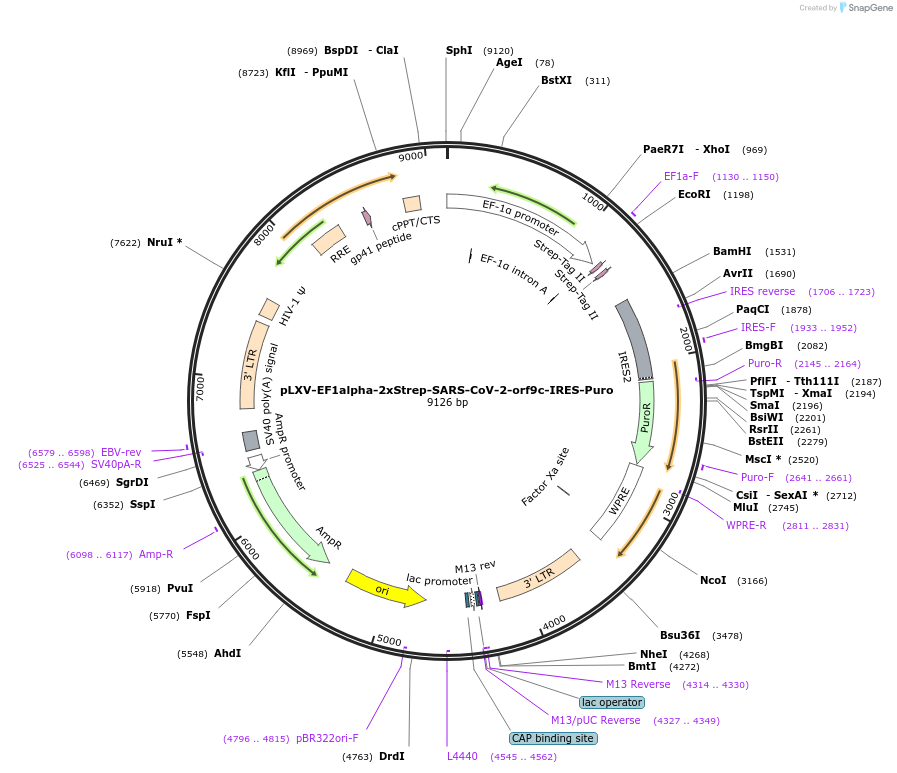 141393-plasmid-map-sequence-id-288071