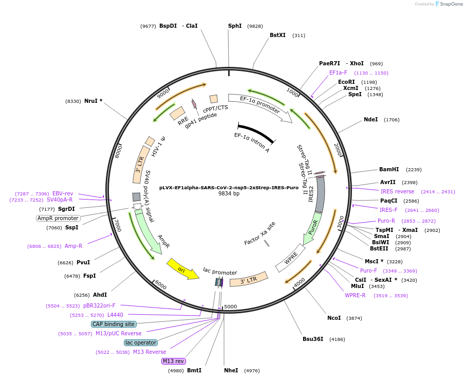 141370-plasmid-map-sequence-id-288077
