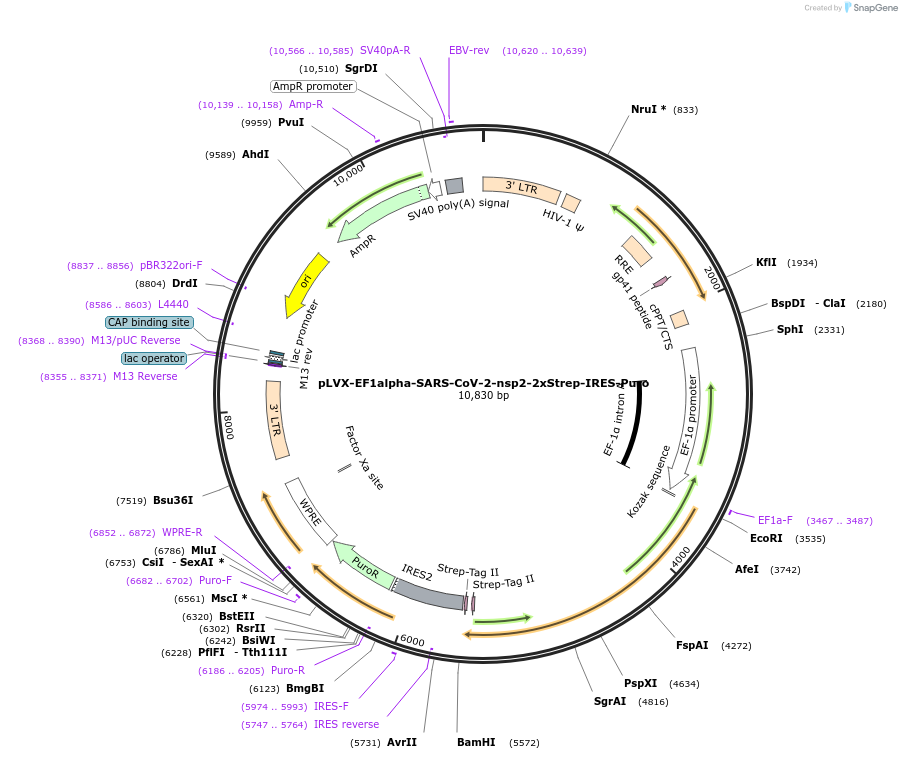 141368-plasmid-map-sequence-id-288080
