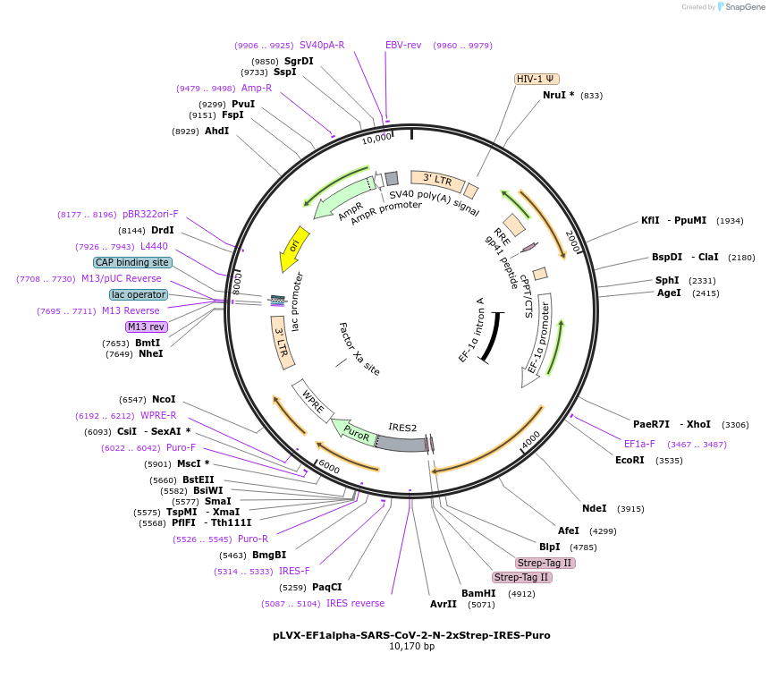 141391-plasmid-map-sequence-id-288088
