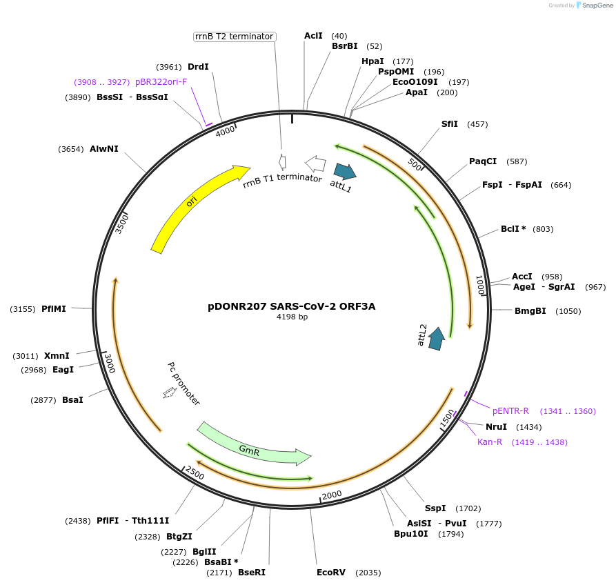 141271-plasmid-map-sequence-id-288097