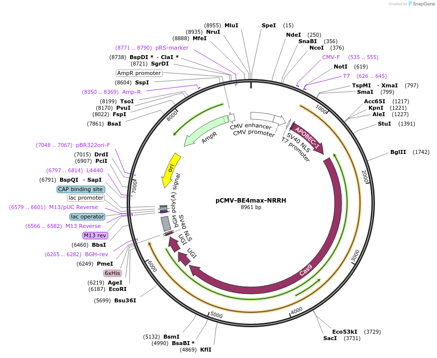 136918-plasmid-map-sequence-id-288104