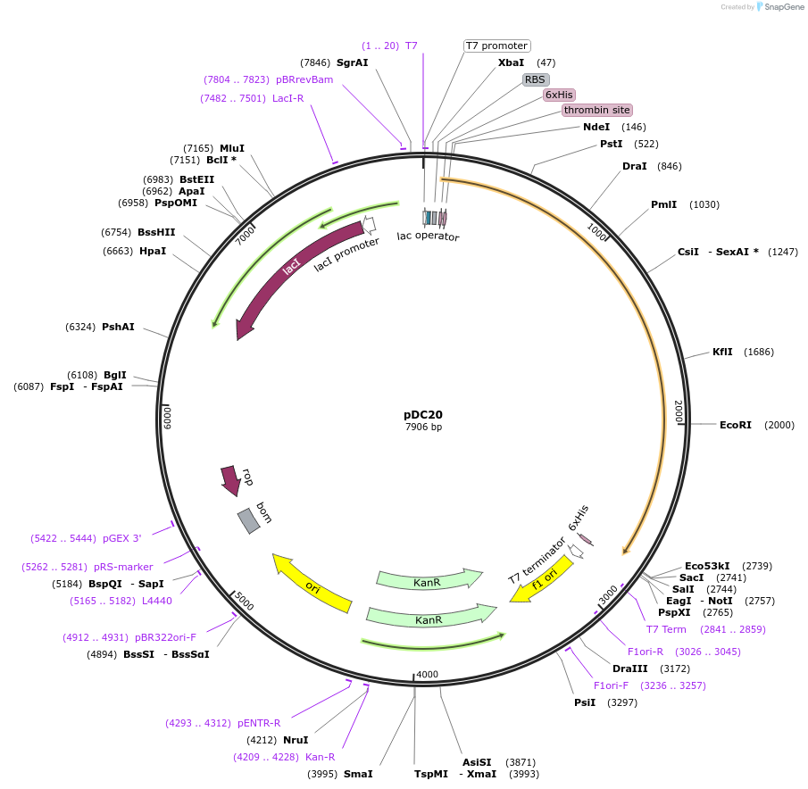 131366-plasmid-map-sequence-id-288111