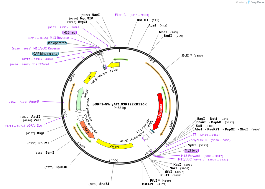132782-plasmid-map-sequence-id-288116