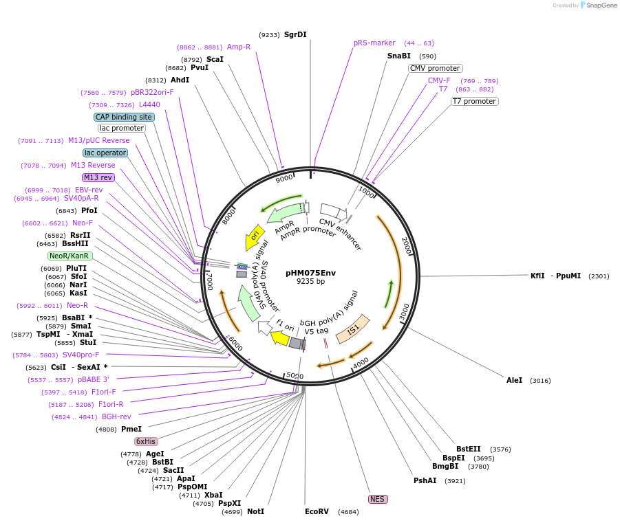 139020-plasmid-map-sequence-id-288128