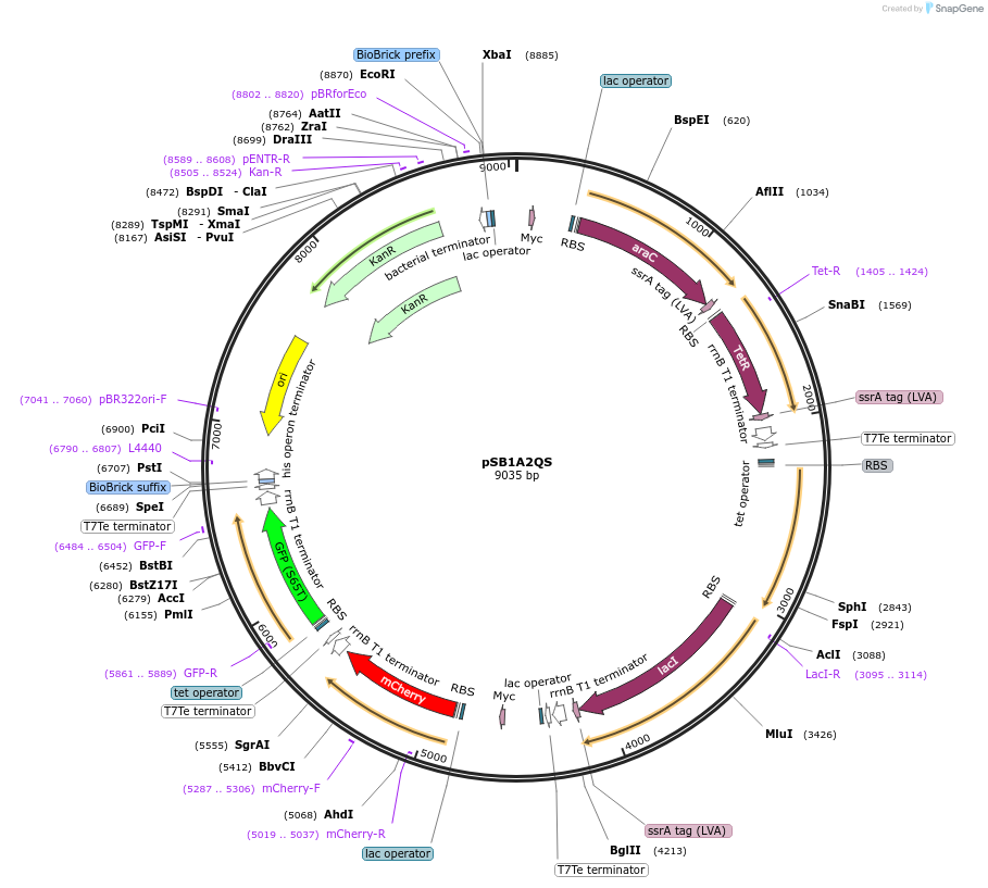 138268-plasmid-map-sequence-id-288132