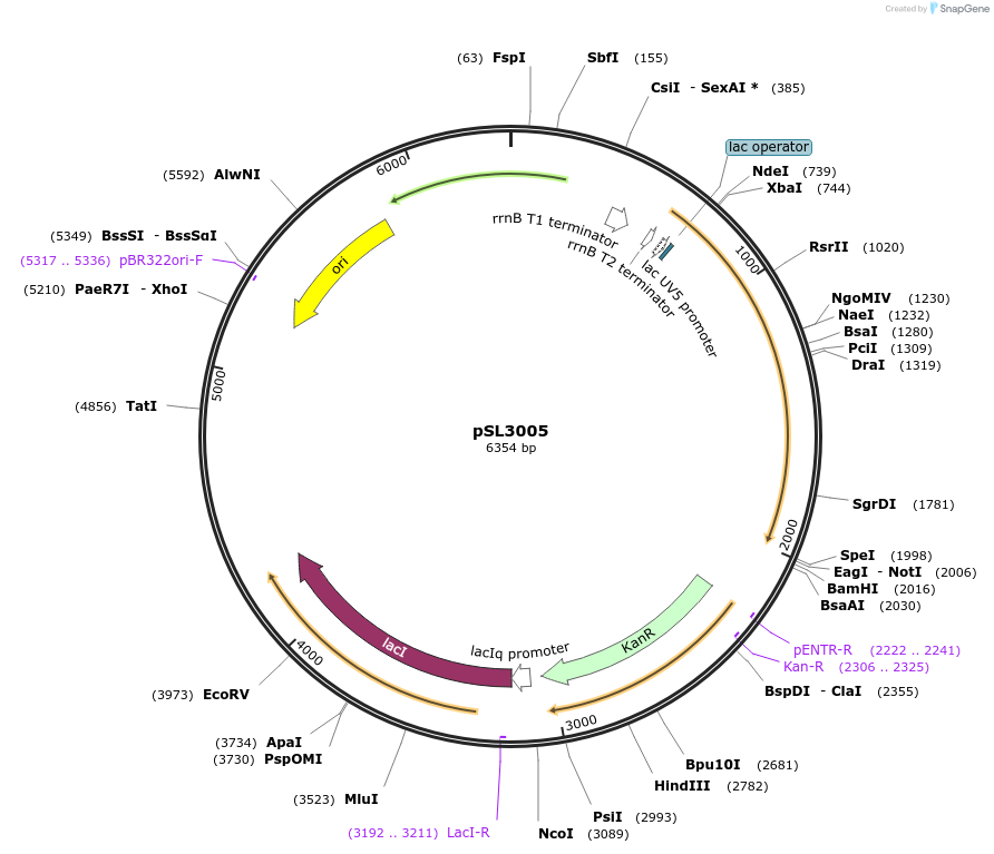 139977-plasmid-map-sequence-id-288135