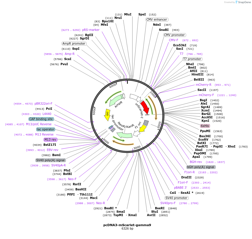 140097-plasmid-map-sequence-id-288139