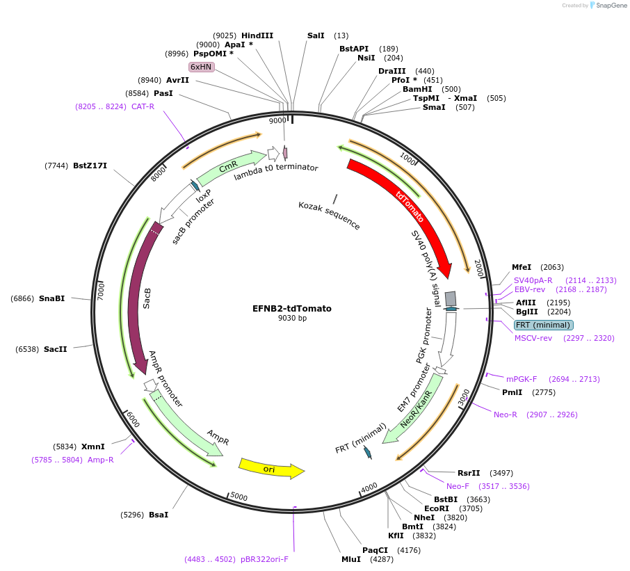 139967-plasmid-map-sequence-id-288141