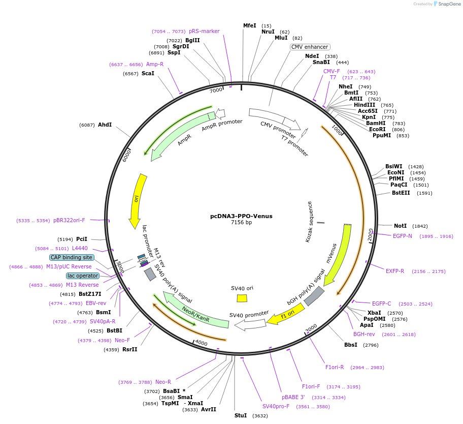 139502-plasmid-map-sequence-id-288143