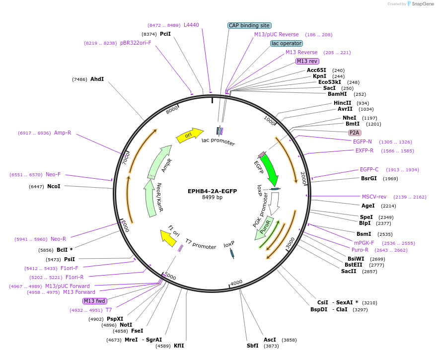139968-plasmid-map-sequence-id-288144