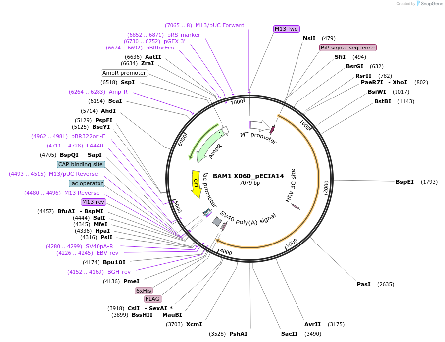 114917-plasmid-map-sequence-id-288206