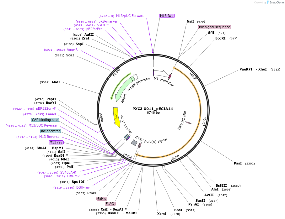 114918-plasmid-map-sequence-id-288212