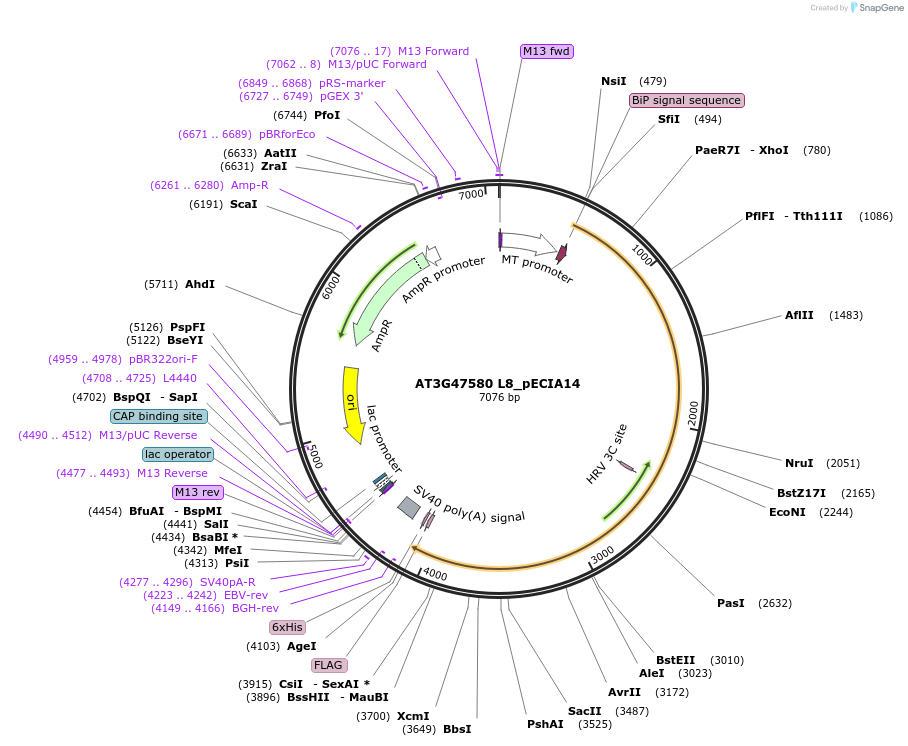 114925-plasmid-map-sequence-id-288224