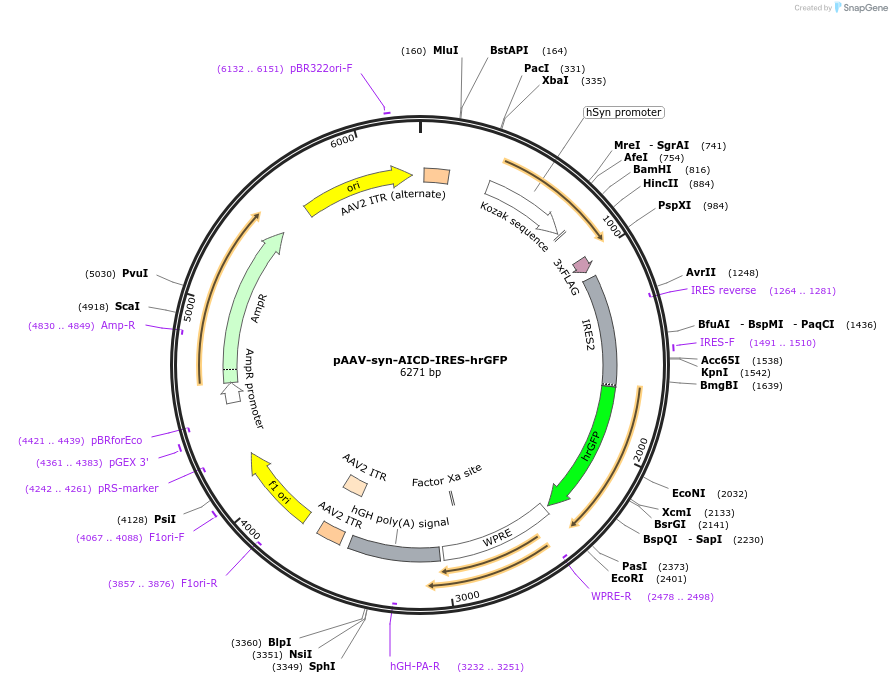 107548-plasmid-map-sequence-id-288270