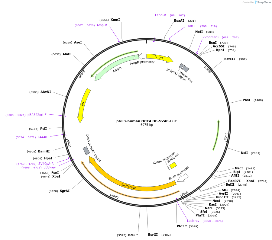 52414-plasmid-map-sequence-id-288275