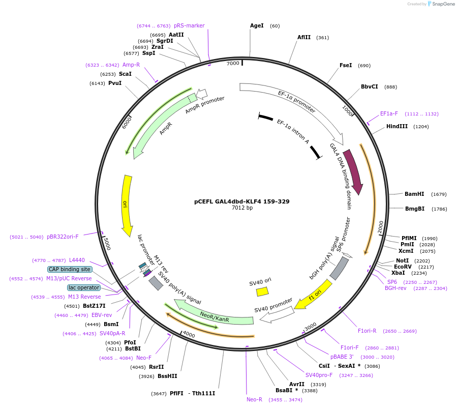 140148-plasmid-map-sequence-id-288278
