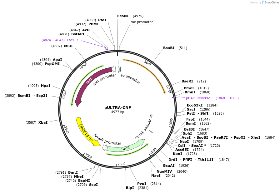 48215-plasmid-map-sequence-id-288287