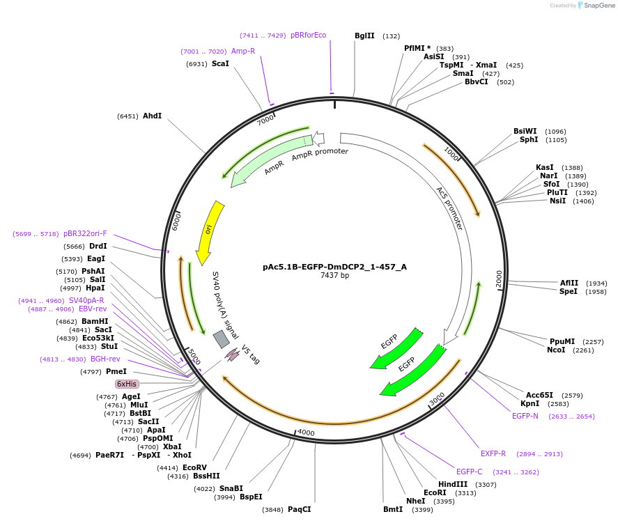 145847-plasmid-map-sequence-id-288292