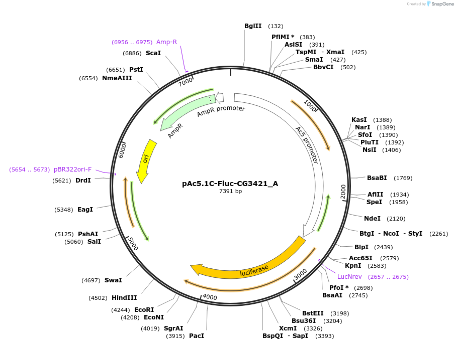 145857-plasmid-map-sequence-id-288302