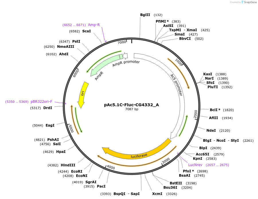 145861-plasmid-map-sequence-id-288306