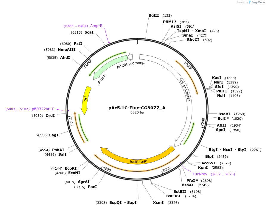 145868-plasmid-map-sequence-id-288313