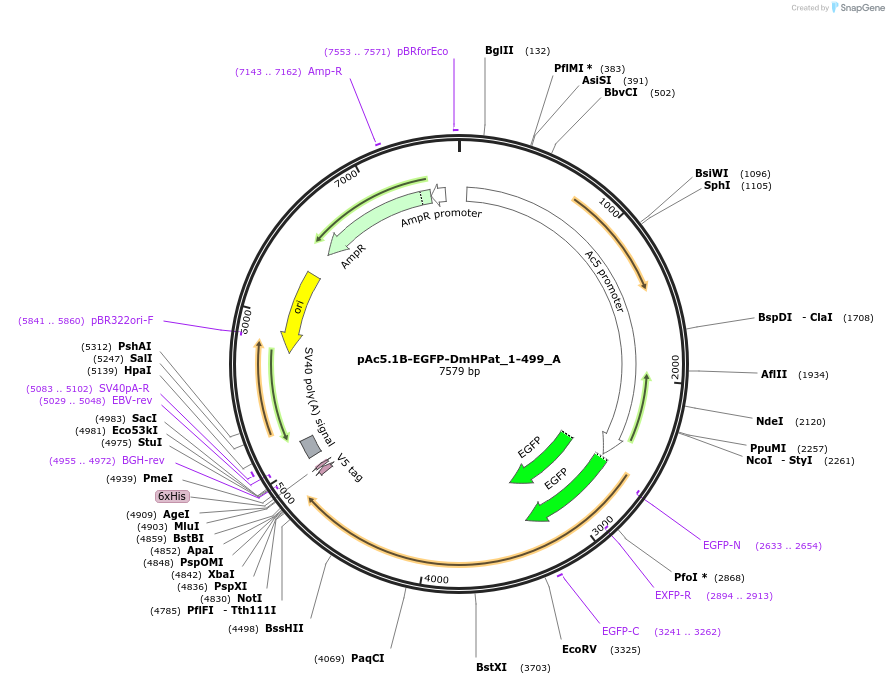 145871-plasmid-map-sequence-id-288316