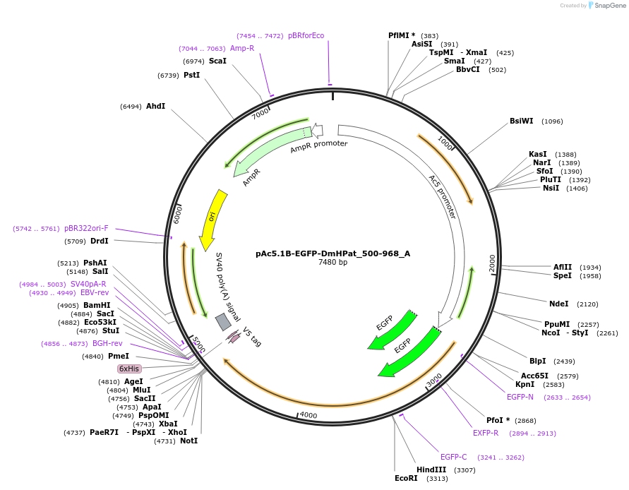145873-plasmid-map-sequence-id-288318