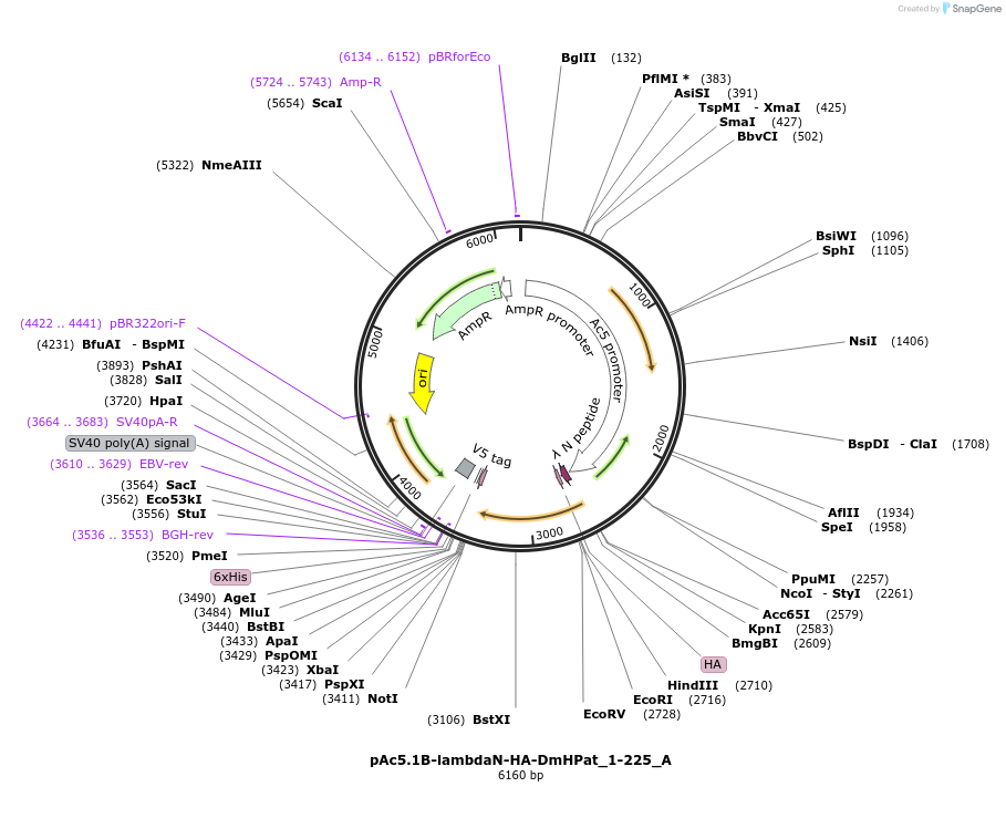145875-plasmid-map-sequence-id-288320
