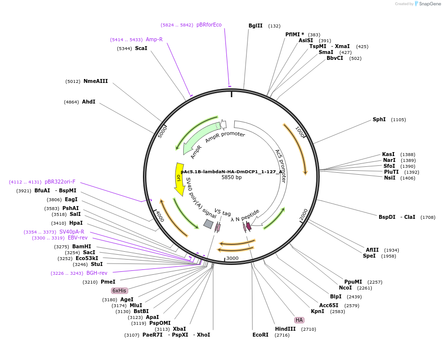 145903-plasmid-map-sequence-id-288348