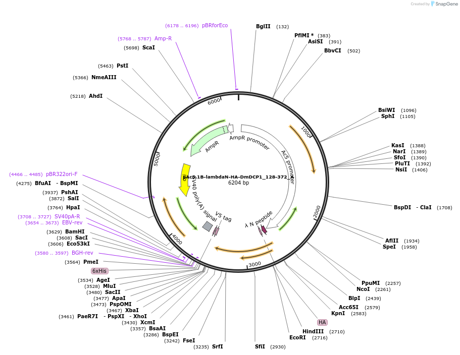 145904-plasmid-map-sequence-id-288349