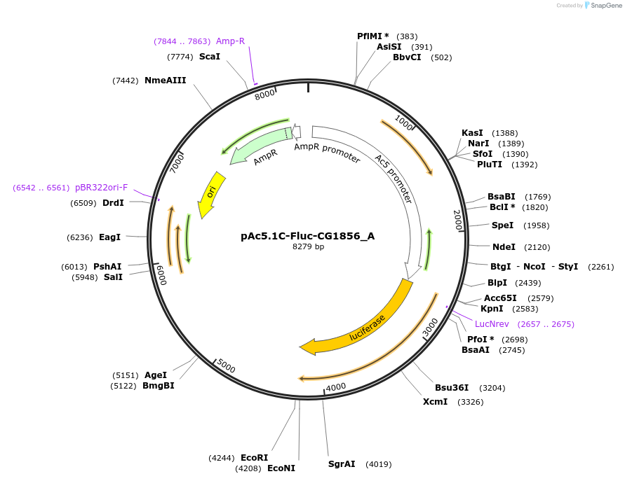 145905-plasmid-map-sequence-id-288350