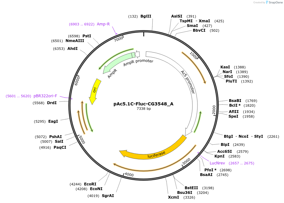 145906-plasmid-map-sequence-id-288351