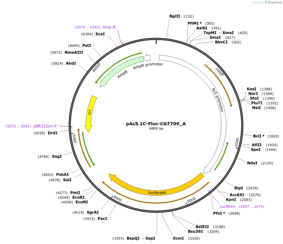 145908-plasmid-map-sequence-id-288353