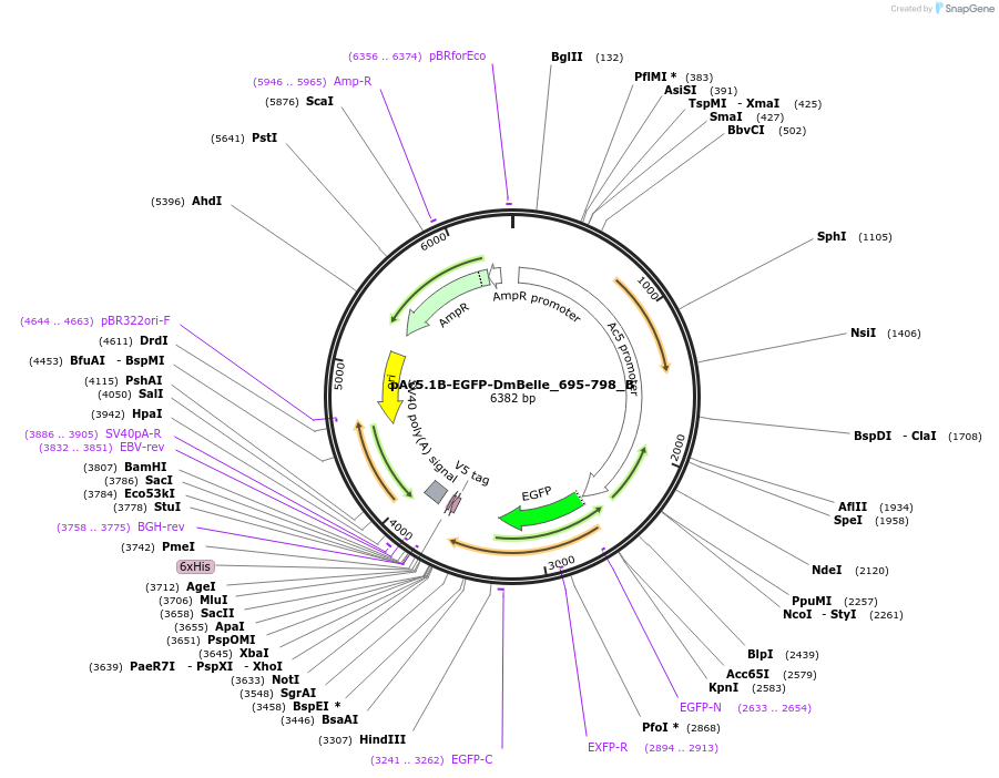 145917-plasmid-map-sequence-id-288362