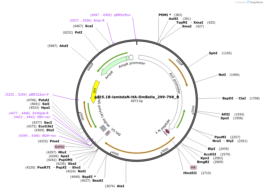 145936-plasmid-map-sequence-id-288381
